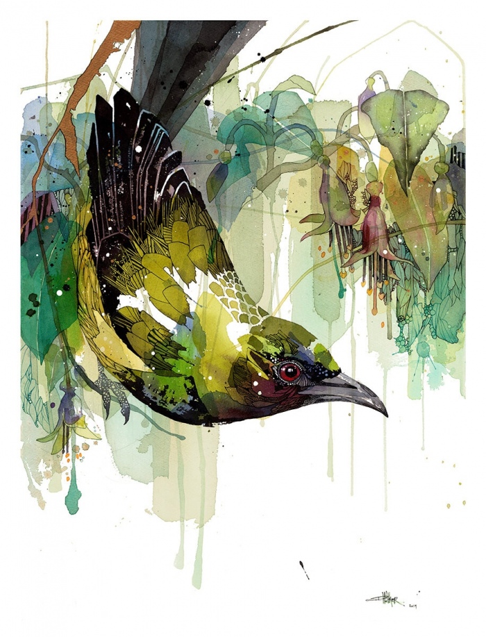 Native Fuchsia Bellbird